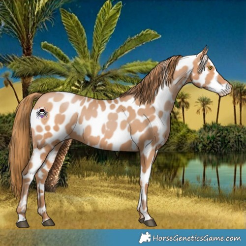 Horse Color:Bay Pearl Near Leopard 