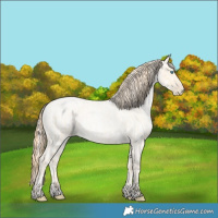 Horse Color:Buckskin Roan Pearl  and Amber Cream Champagne Roan Pearl 