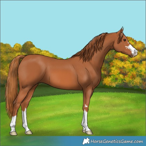Horse Color:Chestnut 