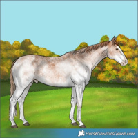 Horse Color:White Spotted Chestnut Splash 