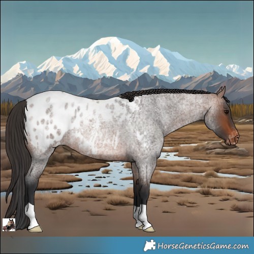 Horse Color:Brown Roan Appaloosa Rabicano 