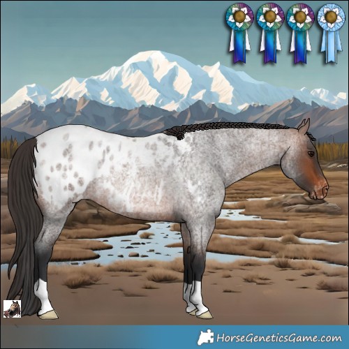 Horse Color:Brown Roan Appaloosa Rabicano 
