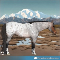 Horse Color:Brown Roan Appaloosa Rabicano 