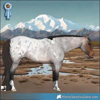 Horse Color:Brown Roan Appaloosa Rabicano 