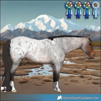 Horse Color:Brown Roan Appaloosa Rabicano