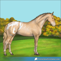 Horse Color:Chestnut Pearl Appaloosa 