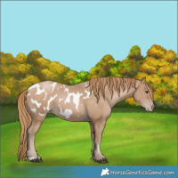 Horse Color:Black Pearl Appaloosa 