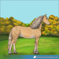 Horse Color:Palomino Dun 