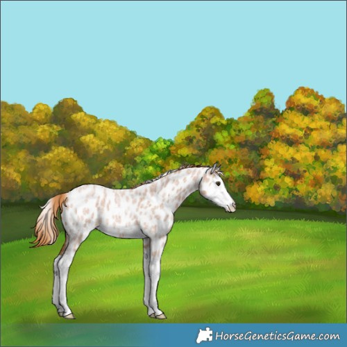 Horse Color:Red Roan Splash Appaloosa