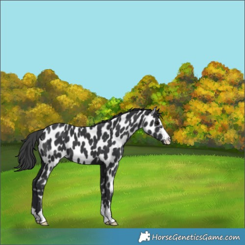Horse Color:Black Appaloosa 