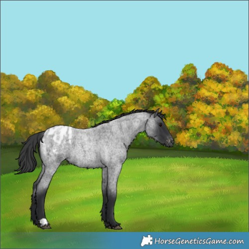 Horse Color:Blue Roan Appaloosa 