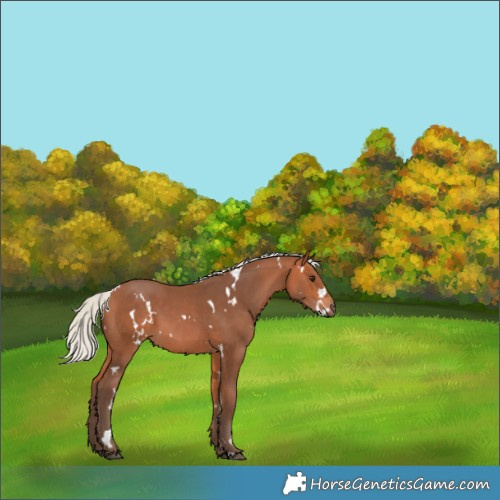 Horse Color:White Spotted Silver Bay 