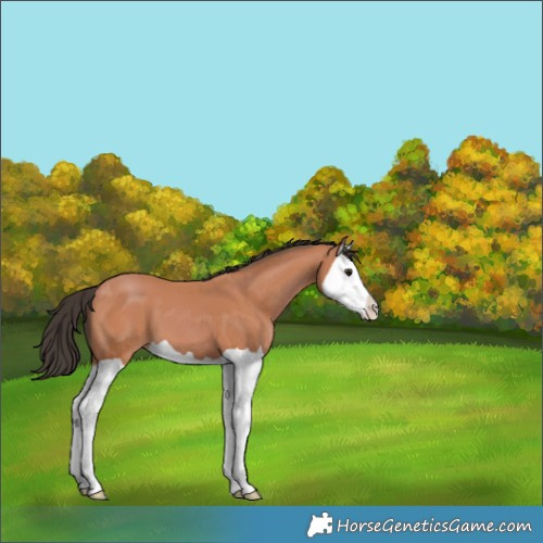 Horse Color:Bay Splash 