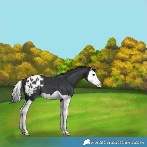 Horse Color:Black Splash Appaloosa 