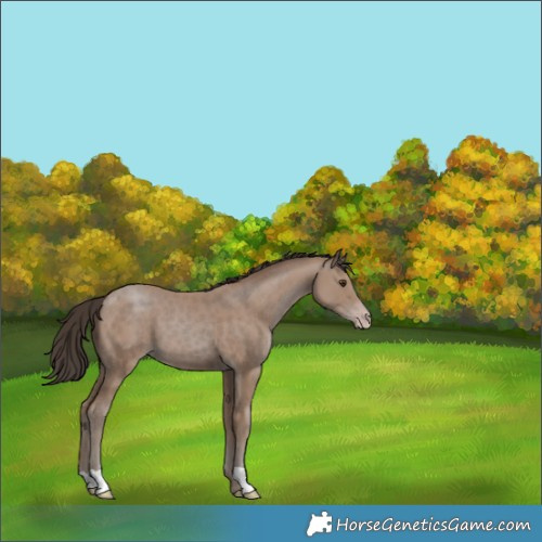 Horse Color:Classic Champagne 