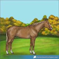Horse Color:Chocolate Palomino Dun Brindle