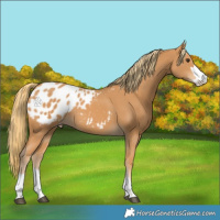 Horse Color:Chestnut Appaloosa 