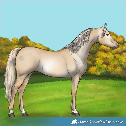 Horse Color:Gray Palomino Dun 