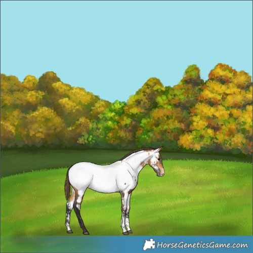 Horse Color:Buckskin Sabino Near Fewspot 