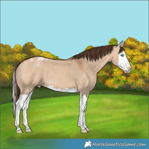 Horse Color:Bay Dun Splash Appaloosa 