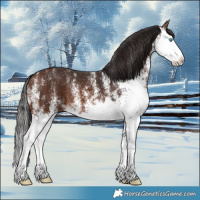 Horse Color:White Spotted Brown Splash