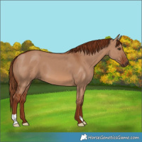 Horse Color:Red Dun 
