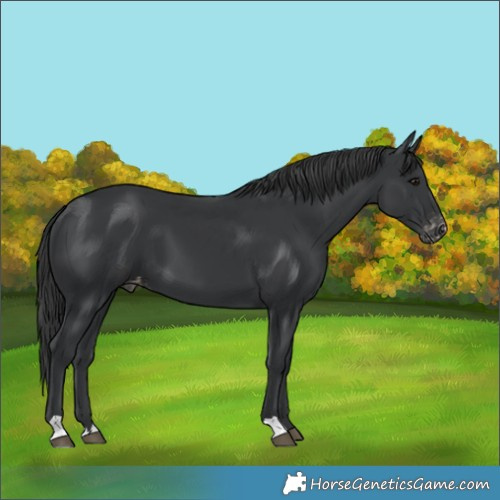 Horse Color:Black Appaloosa 