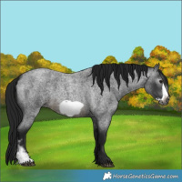 Horse Color:Gray Buckskin Roan Sabino Frame 