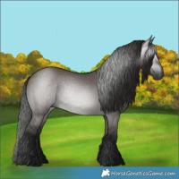 Horse Color:Gray Grullo 