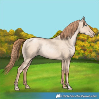 Horse Color:Gold Champagne Pearl Dun Rabicano  and Gold Champagne Pearl Dun Rabicano 