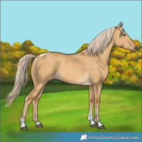 Horse Color:Palomino Dun Tobiano 