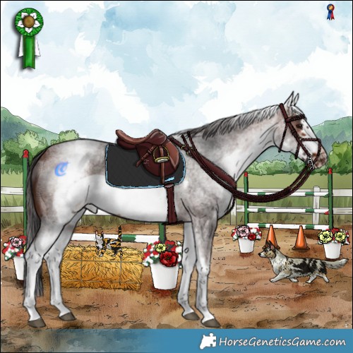 Horse Color:White Spotted Brown Roan Frame 