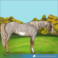 Horse Color:Chocolate Palomino Roan Sabino Frame 