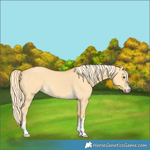 Horse Color:Palomino Dun