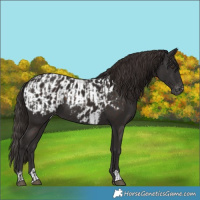 Horse Color:Liver Chestnut  and Liver Chestnut Blanket 