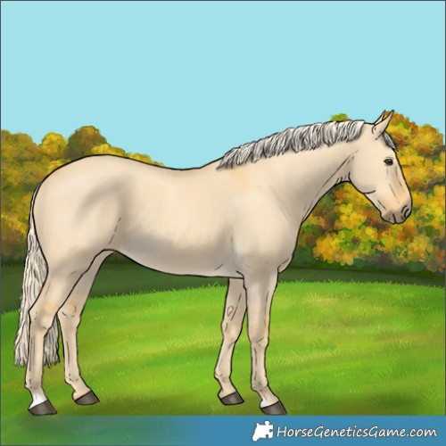 Horse Color:Palomino Dun 