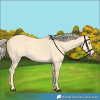 Horse Color:Palomino Dun