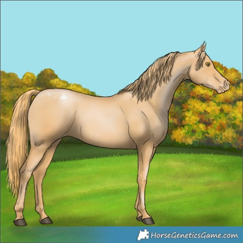 Horse Color:Chestnut Pearl Appaloosa 