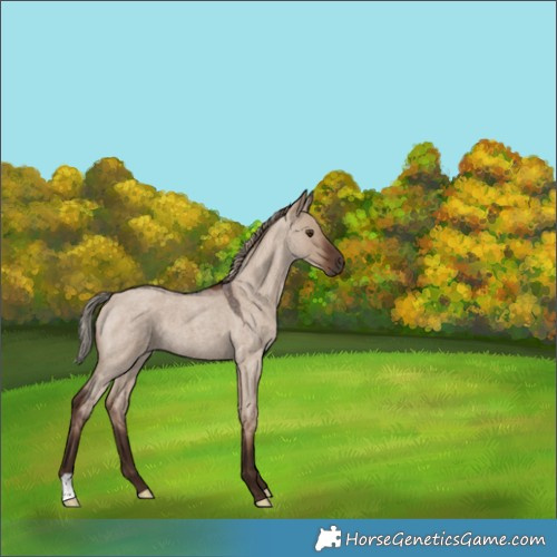 Horse Color:Liver Red Dun Roan 