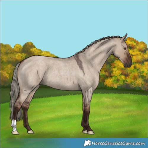 Horse Color:Liver Red Dun Roan 