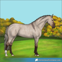 Horse Color:Liver Red Dun Roan 
