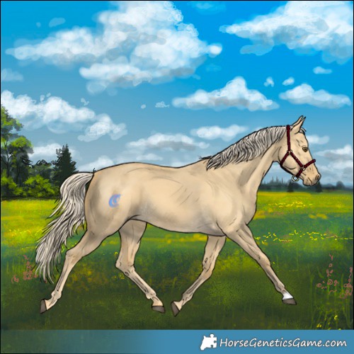 Horse Color:Palomino Dun 
