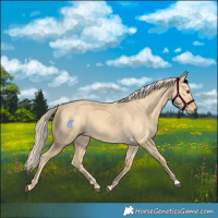 Horse Color:Palomino Dun 