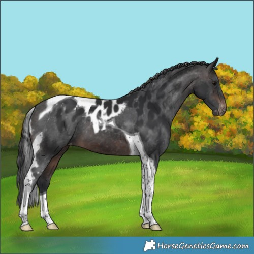 Horse Color:Brown Tobiano Skewed Appaloosa 