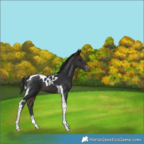 Horse Color:Brown Tobiano Skewed Appaloosa 