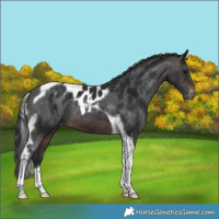 Horse Color:Brown Tobiano Skewed Appaloosa