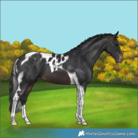 Horse Color:Brown Tobiano Skewed Appaloosa 
