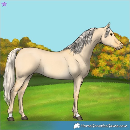 Horse Color:Palomino Dun 