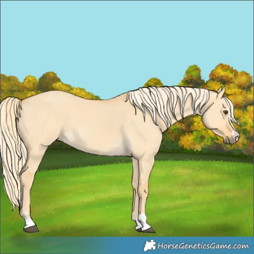 Horse Color:Palomino Dun 
