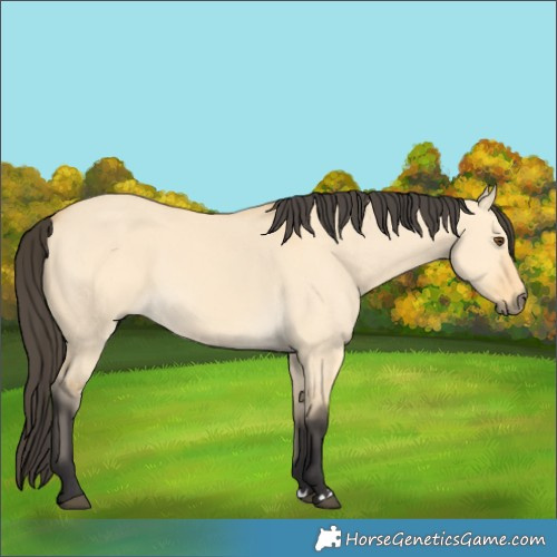 Horse Color:Buckskin Dun 